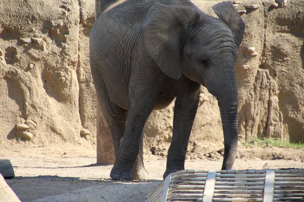 Baby Elephant am Indy