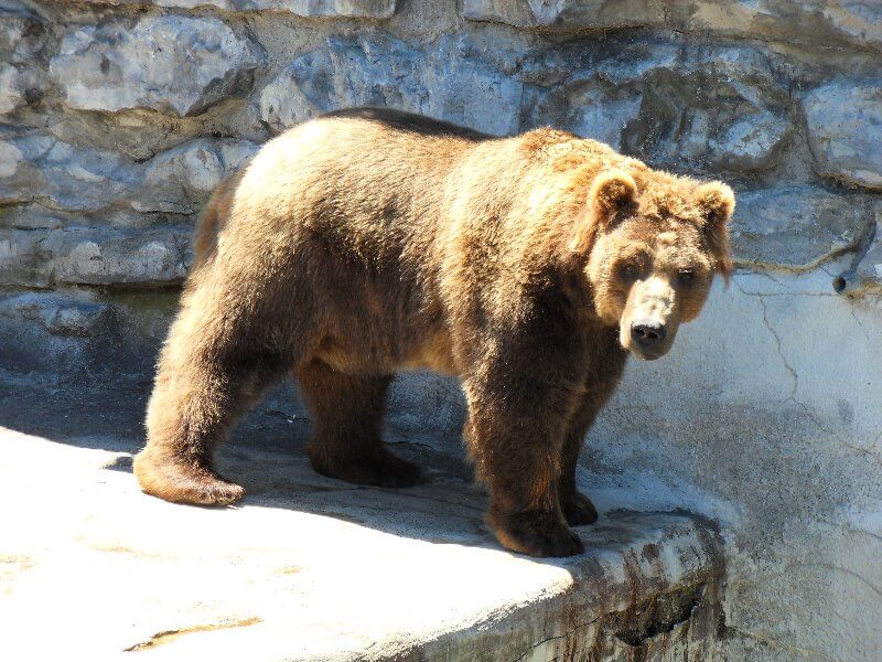Beruang coklat 2