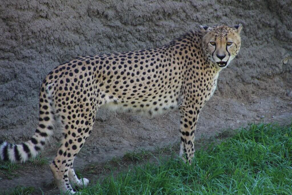 Cheeta-7