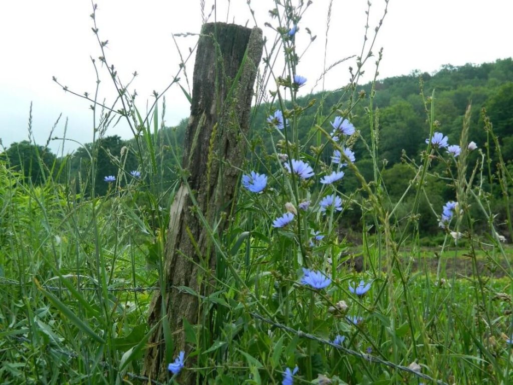 Chickory along country road