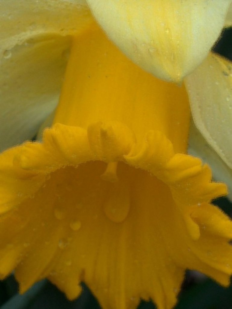 Tapuni pito i luga o Daffodil