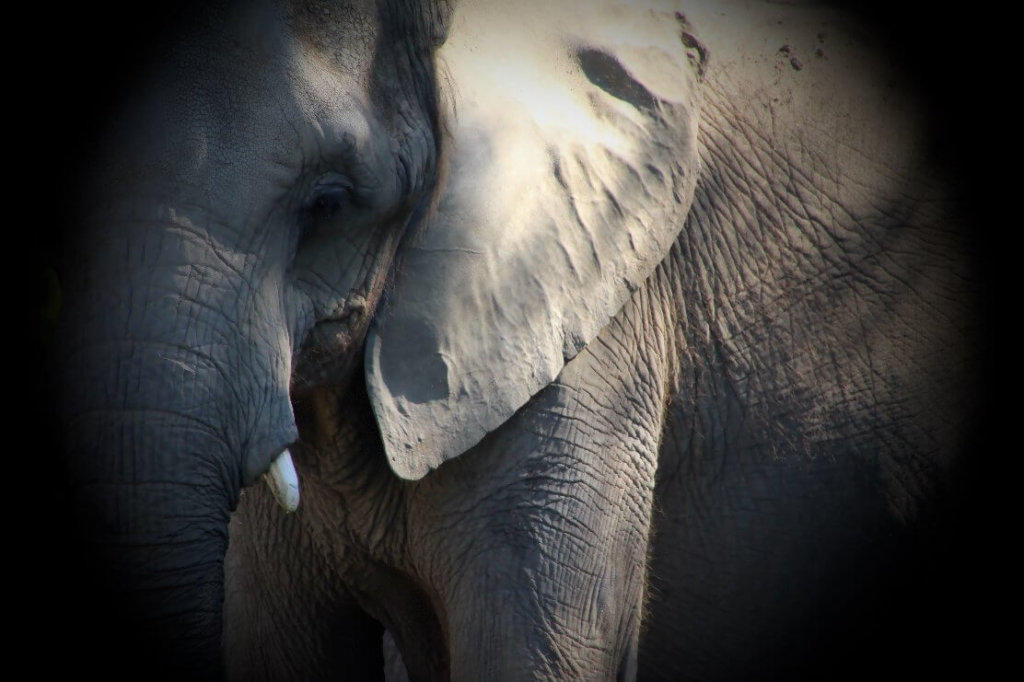 Close up of Elephant -2