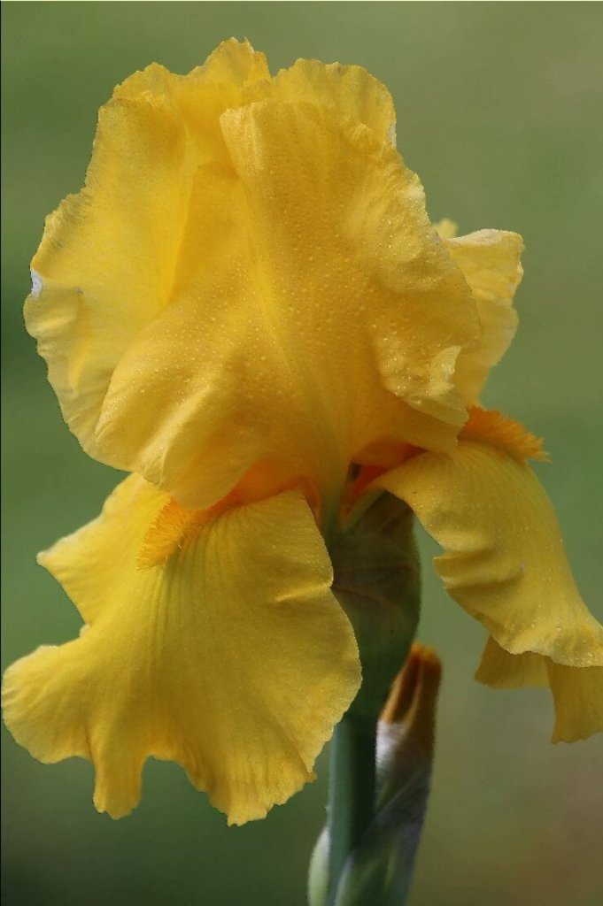 صورة مقربة من Yellow Iris-9