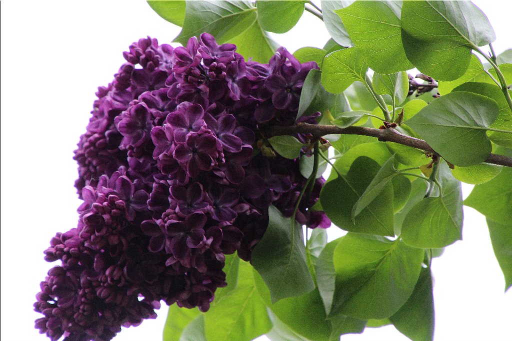 Dark Purple Lilac Blossoms