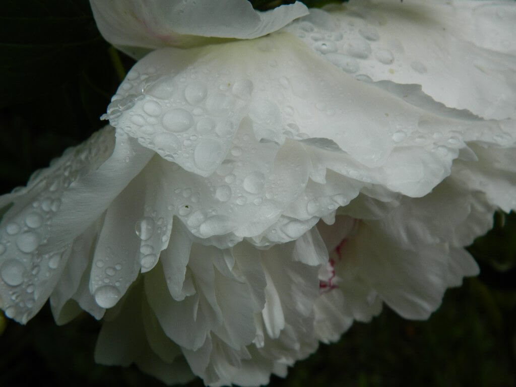 Dew drenched Peony