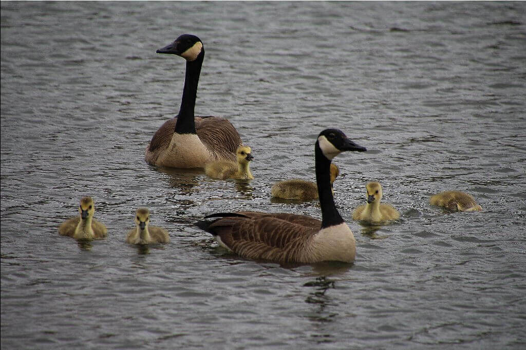 Geese and Ducklings -2