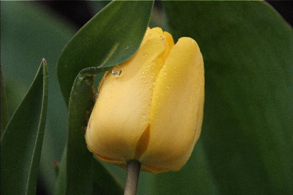 ดอกทิวลิปสีเหลืองทอง