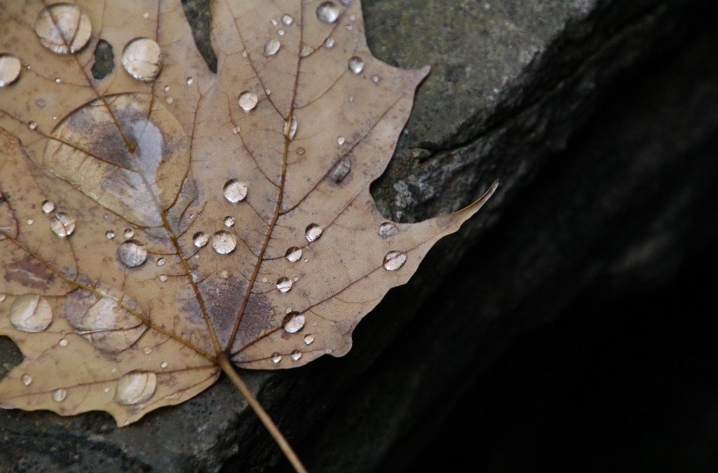 Leaf at Watkins Glen