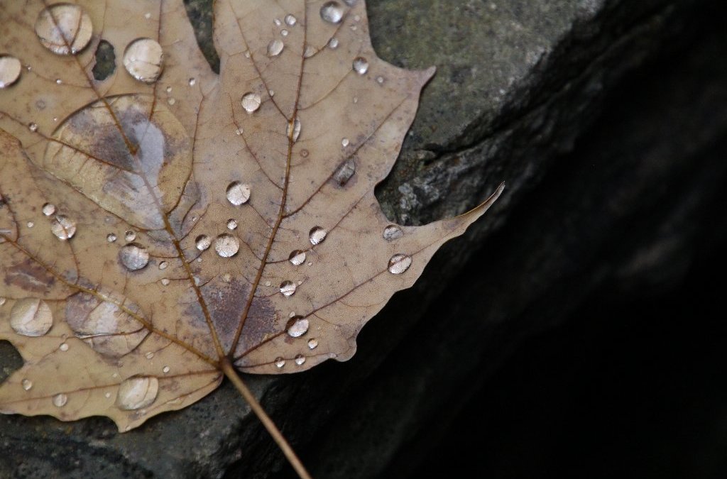 Leaf i Watkins Glen