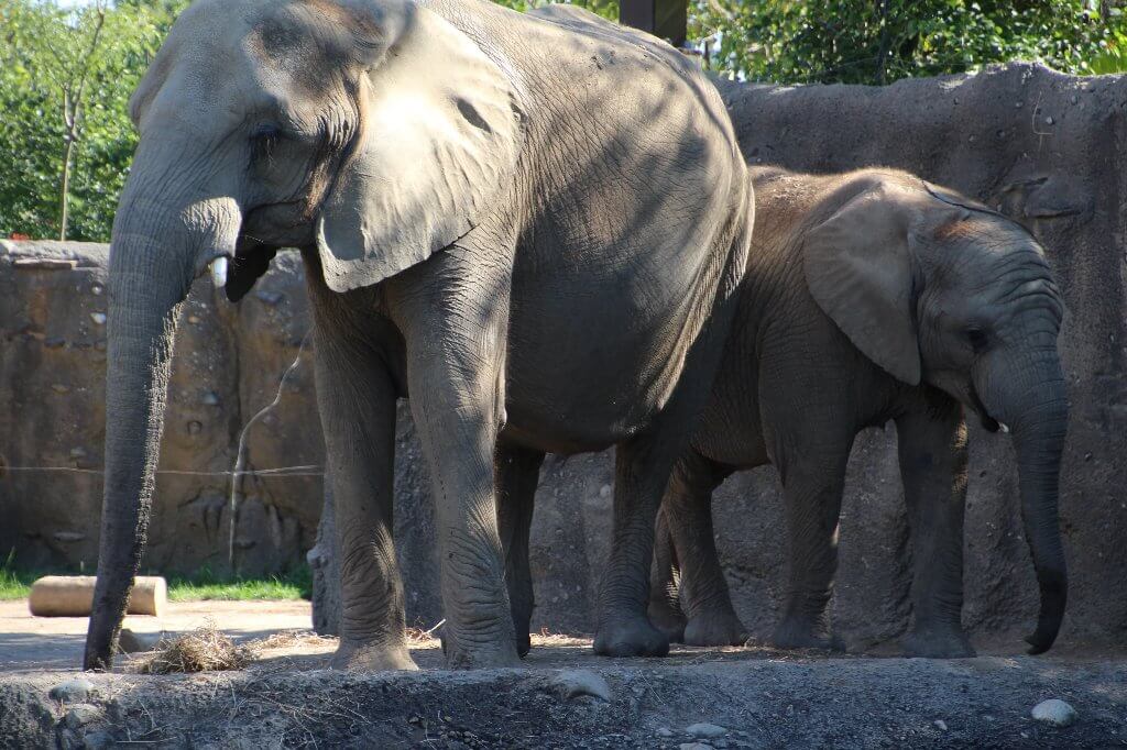Mama and Baby Elephant