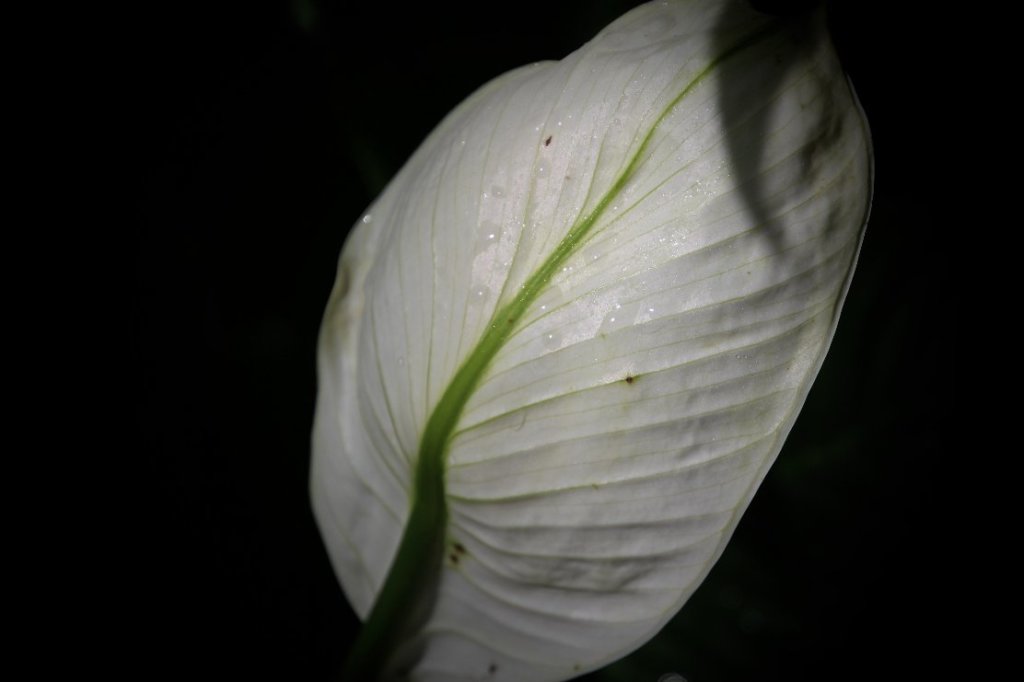 Pace lily-1