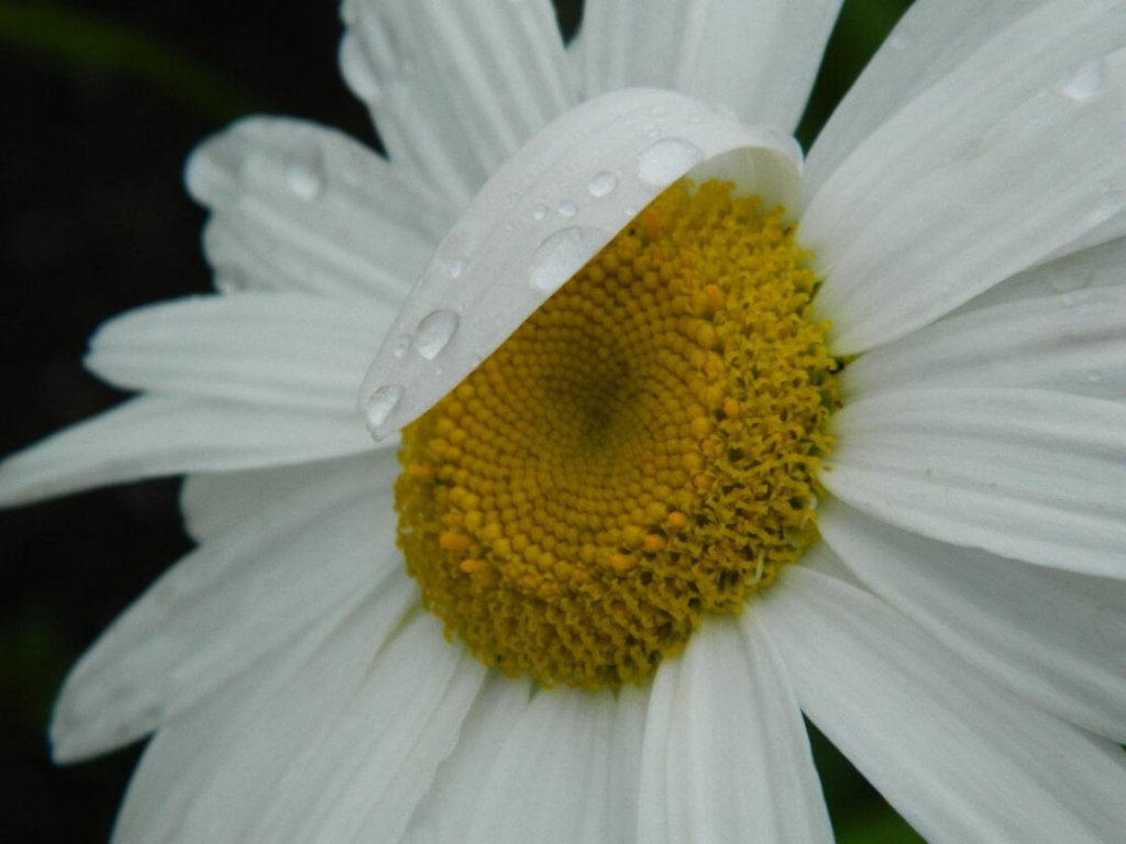 Raindroplets op Daisy-1