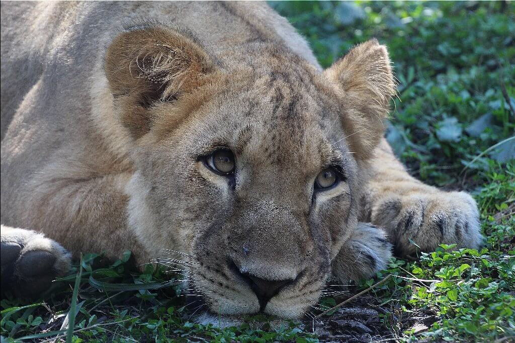 Resting Tiger