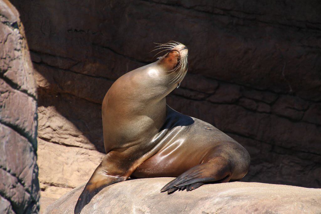 Seal waarm yn 'e sinne