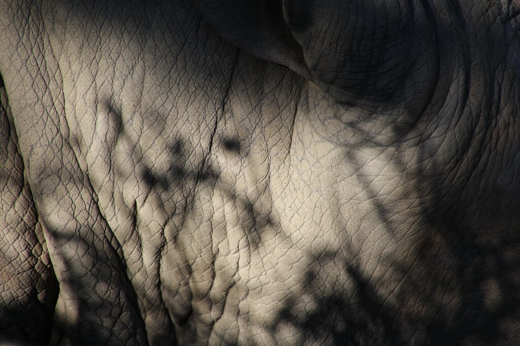 একটি Rhino উপর সূর্যালোক এবং শ্যাডো