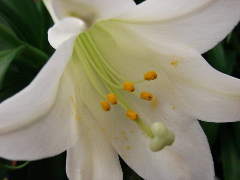 closeup-of-white-lily