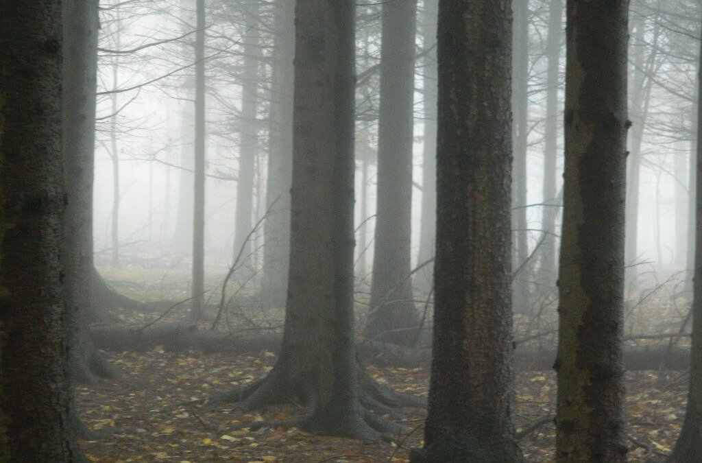 misty-woods
