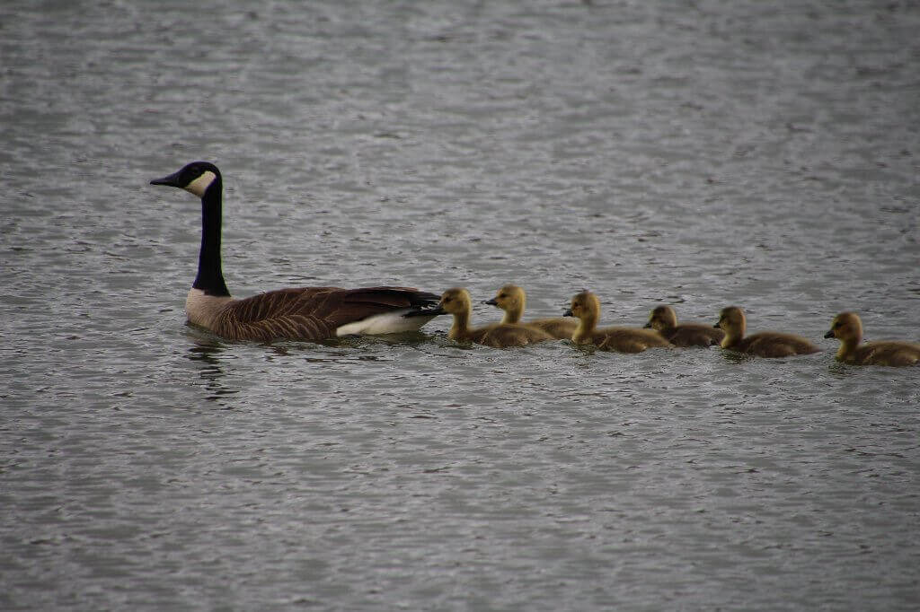 ducklings सह आई-बदके