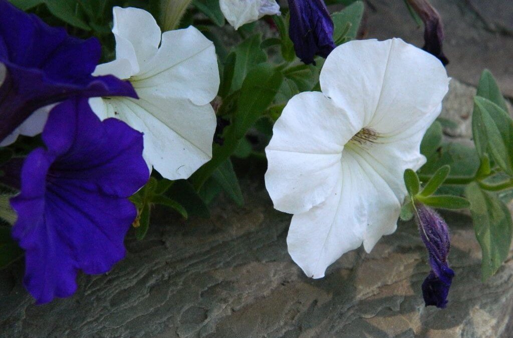pétunias violets et blancs