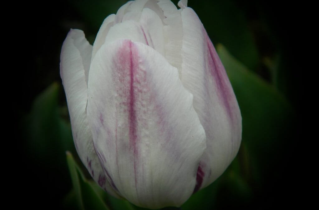Beautiful Lavender Tulip-5