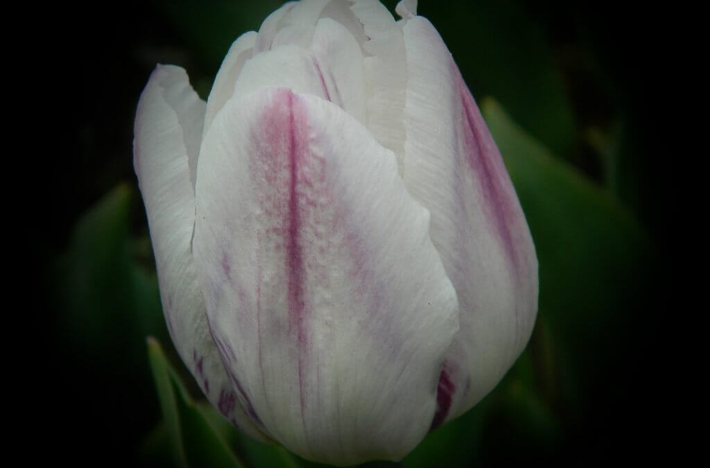 Hermosa lavanda Tulip-5