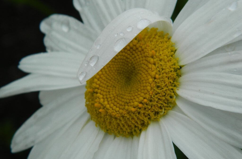 Raindroplets លើ Daisy-1