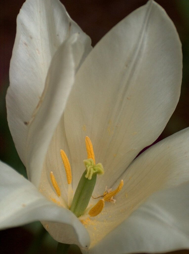 offene weiße Tulpe