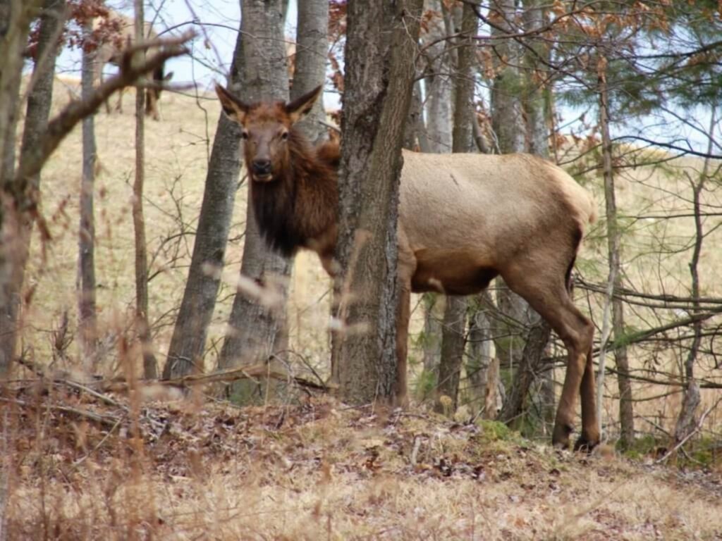Elk-in-Pennsylvania- ธันวาคม 1024x768300