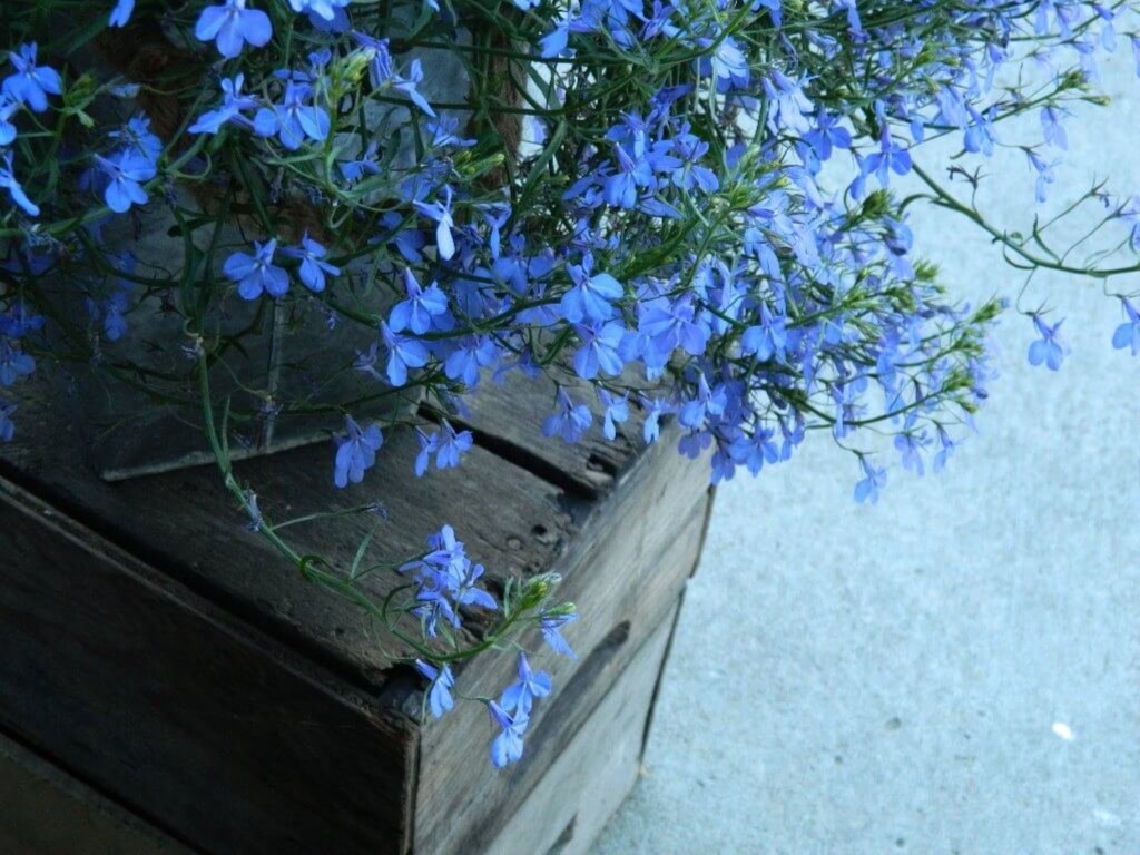 زهور زرقاء متجولة 1024x768300
