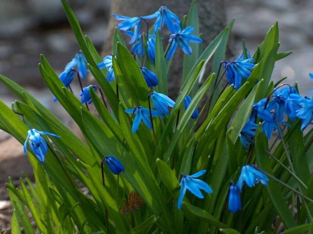 blue-violets300