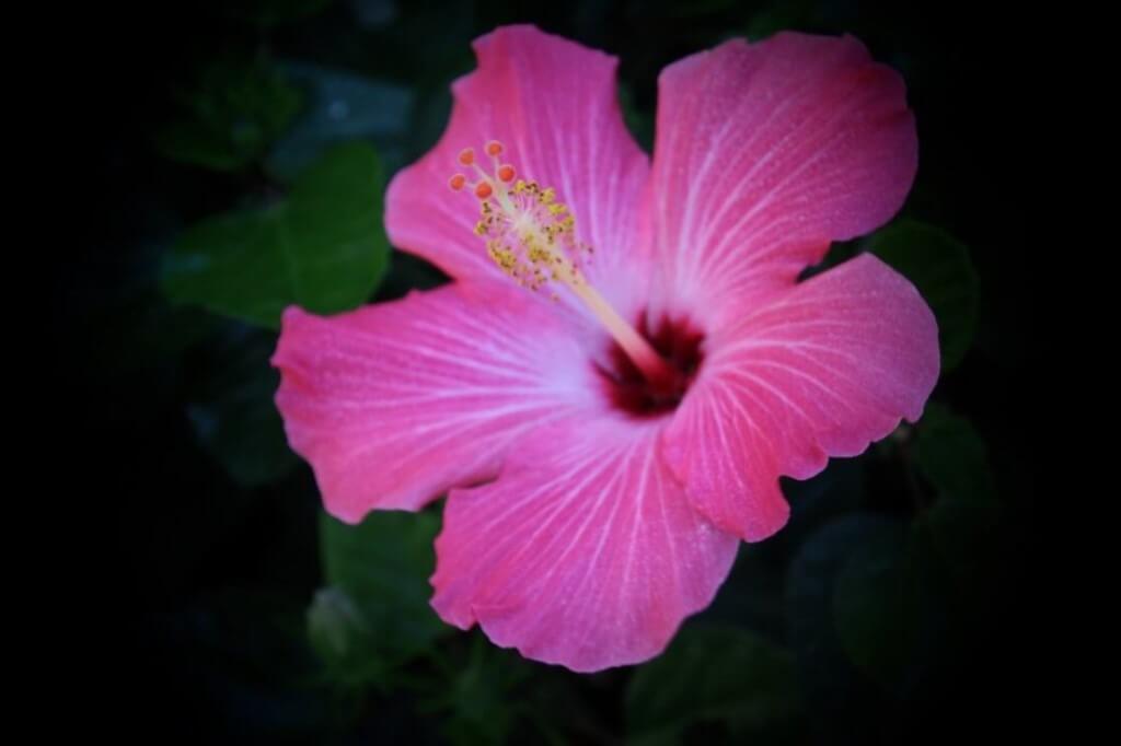Ανοιχτό-Ροζ-Λουλούδι-1024x682300