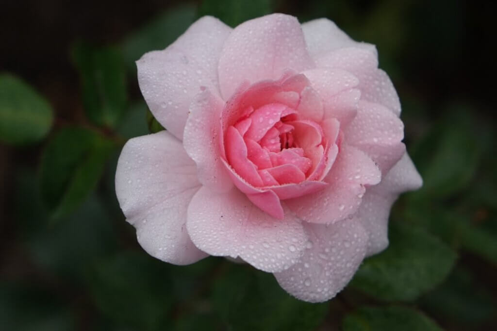 빗방울이있는 핑크 로즈 300