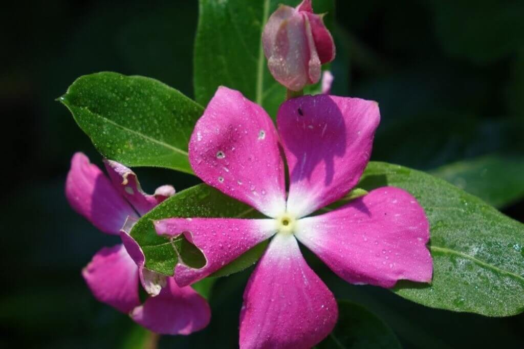 Ροζ-λουλούδι-4-1024x682300