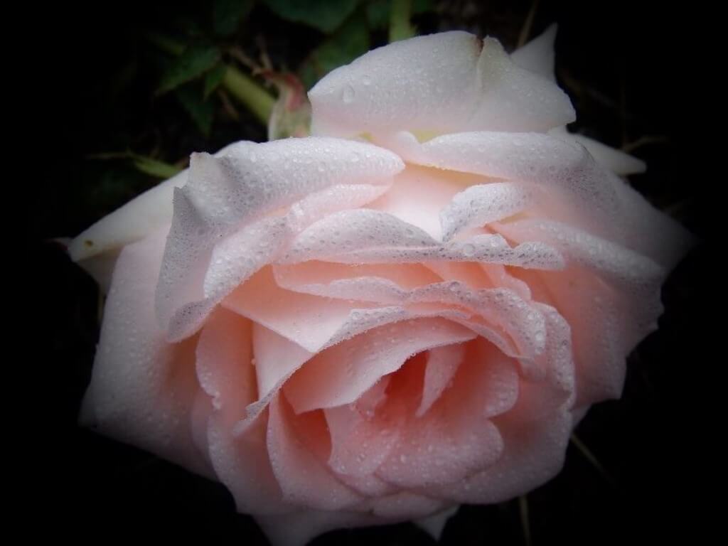 柔和粉红色露水玫瑰4300