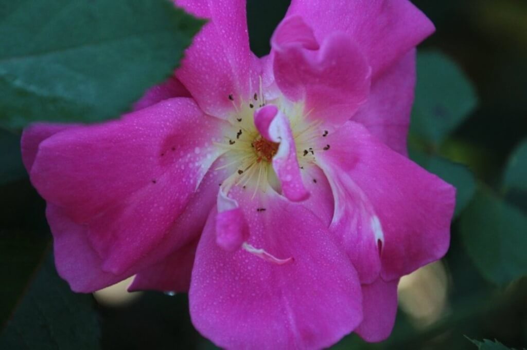 ροζ-λουλούδι-3-1024x682300