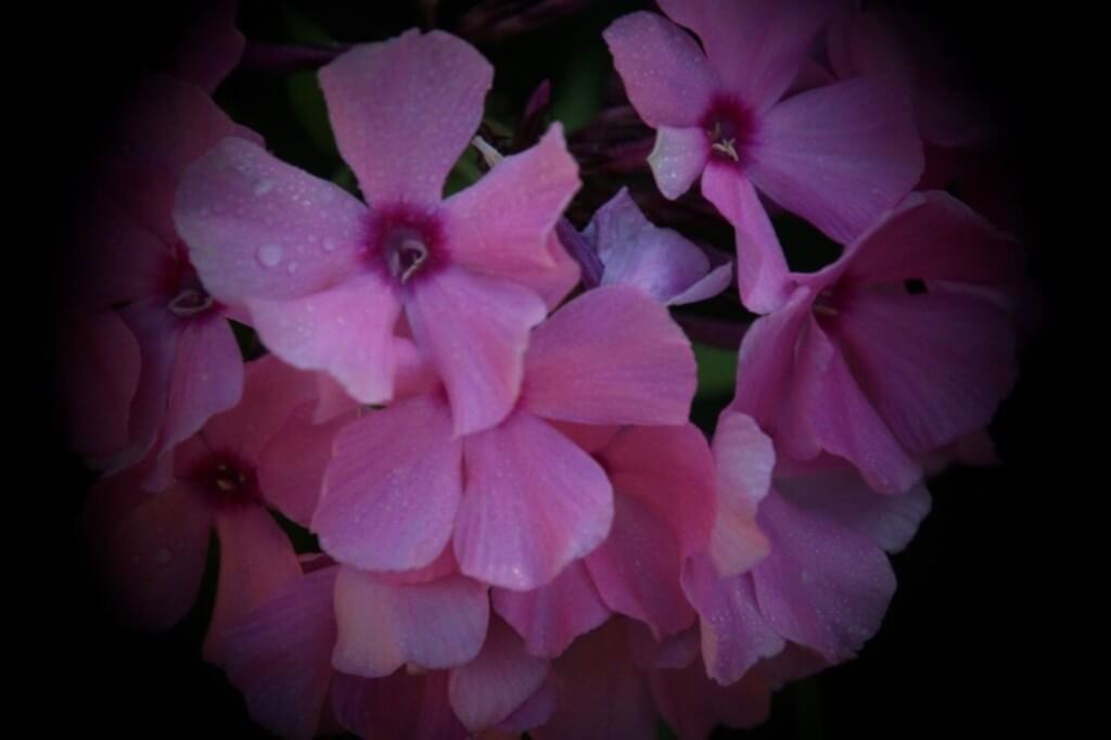 ροζ-λουλούδι-5-1024x682300