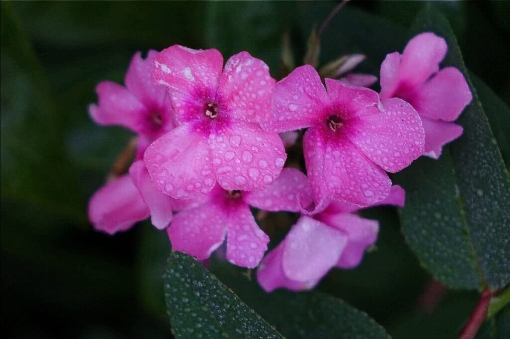 ροζ-λουλούδια-7-1024x682300