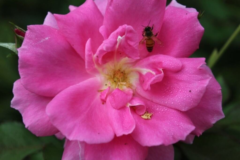 ピンクの花-8-1024x682300