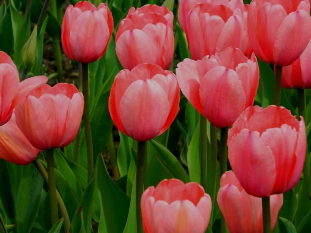 गुलाबी Tulips भरपूर प्रमाणात असणे