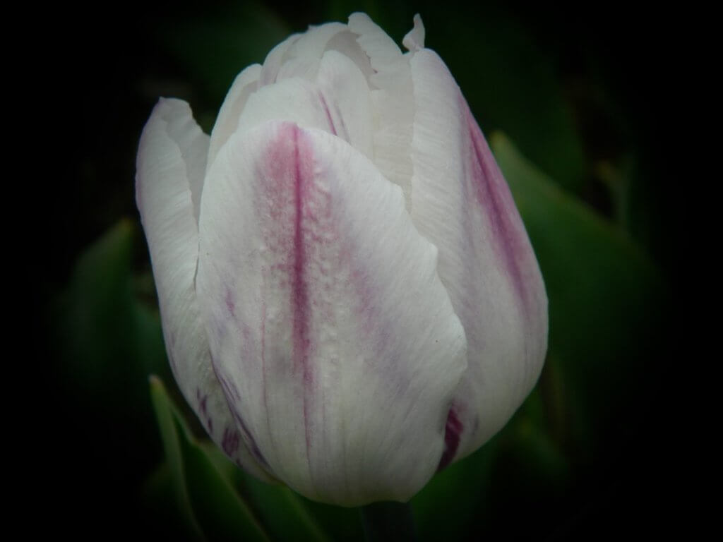সুন্দর ল্যাভেন্ডার Tulip-5