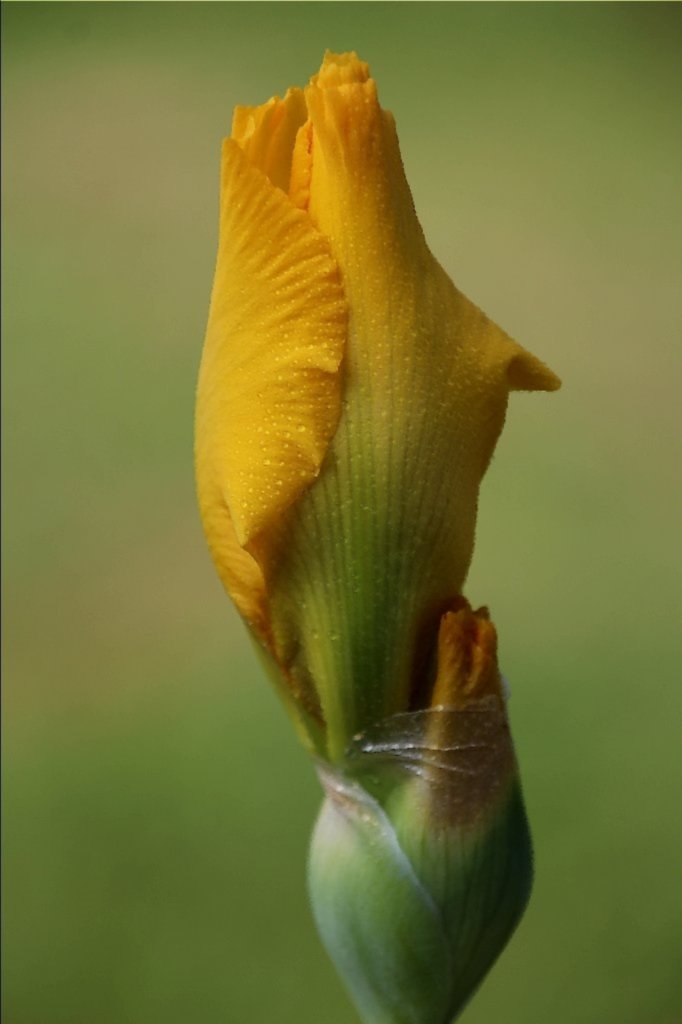 Kembang Iris