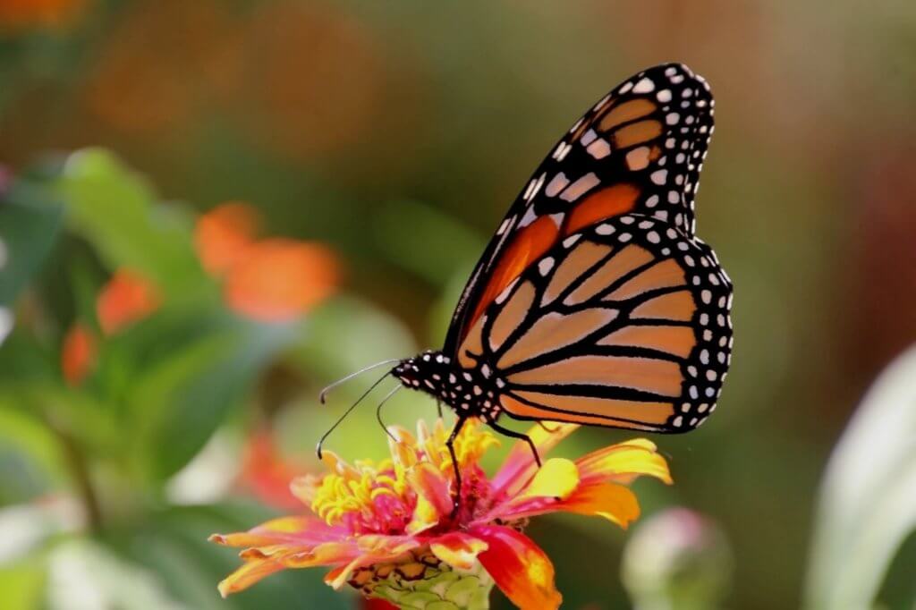 Butterfly in Indy Gardens (οριζόντια)