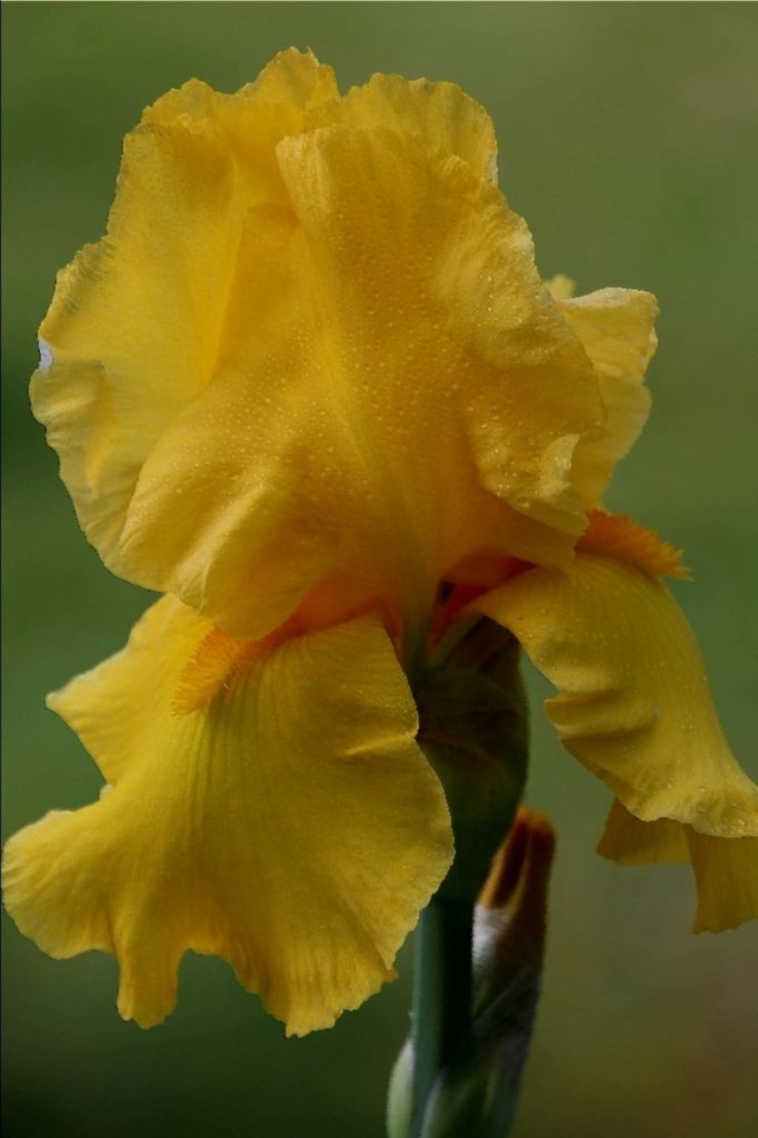 ภาพระยะใกล้ของ Yellow Iris-9
