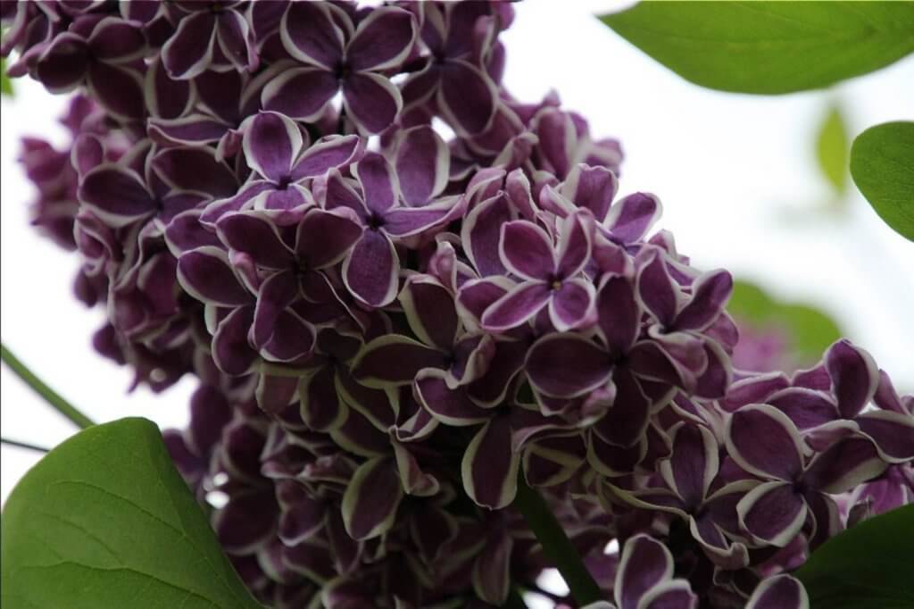 Deep purple lilac in Lakeville