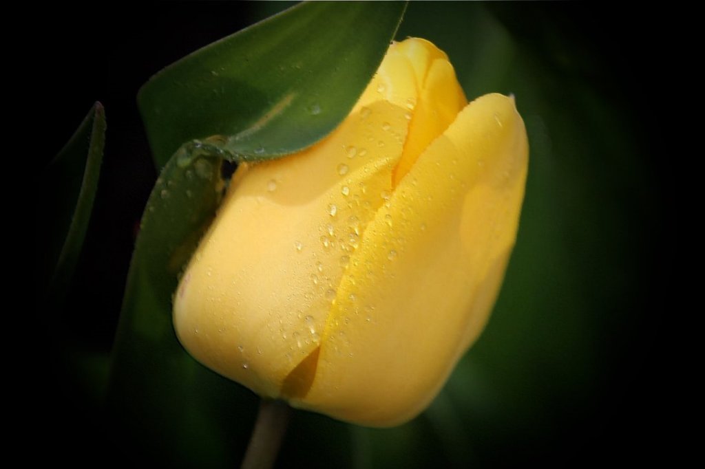 Golden Tulip-a2