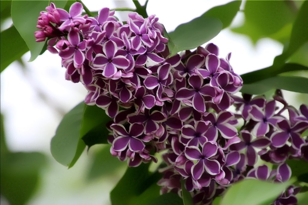 May Lilacs-5