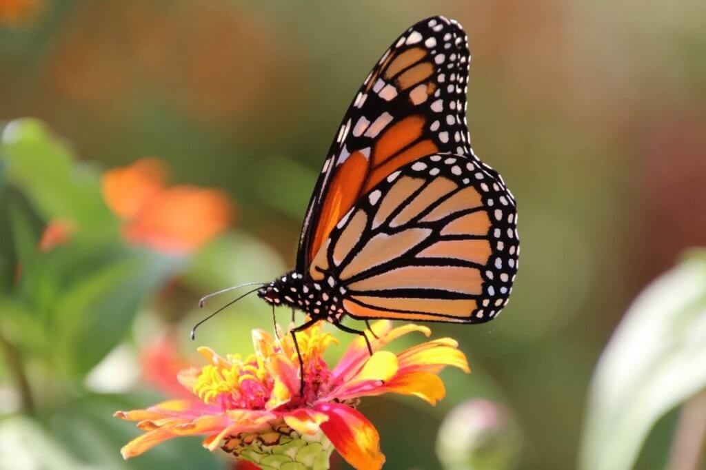 Monarch (horizontala)