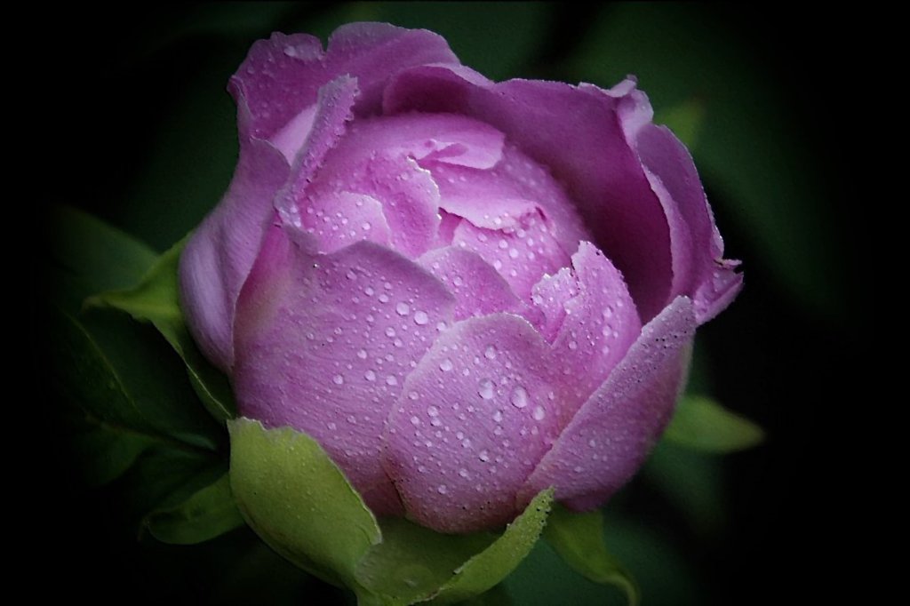 レイクヴィルの紫色の花-2