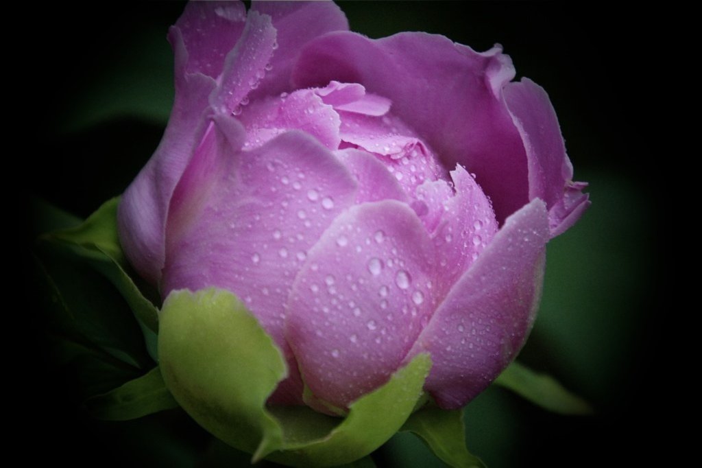 紫色のバラのつぼみ