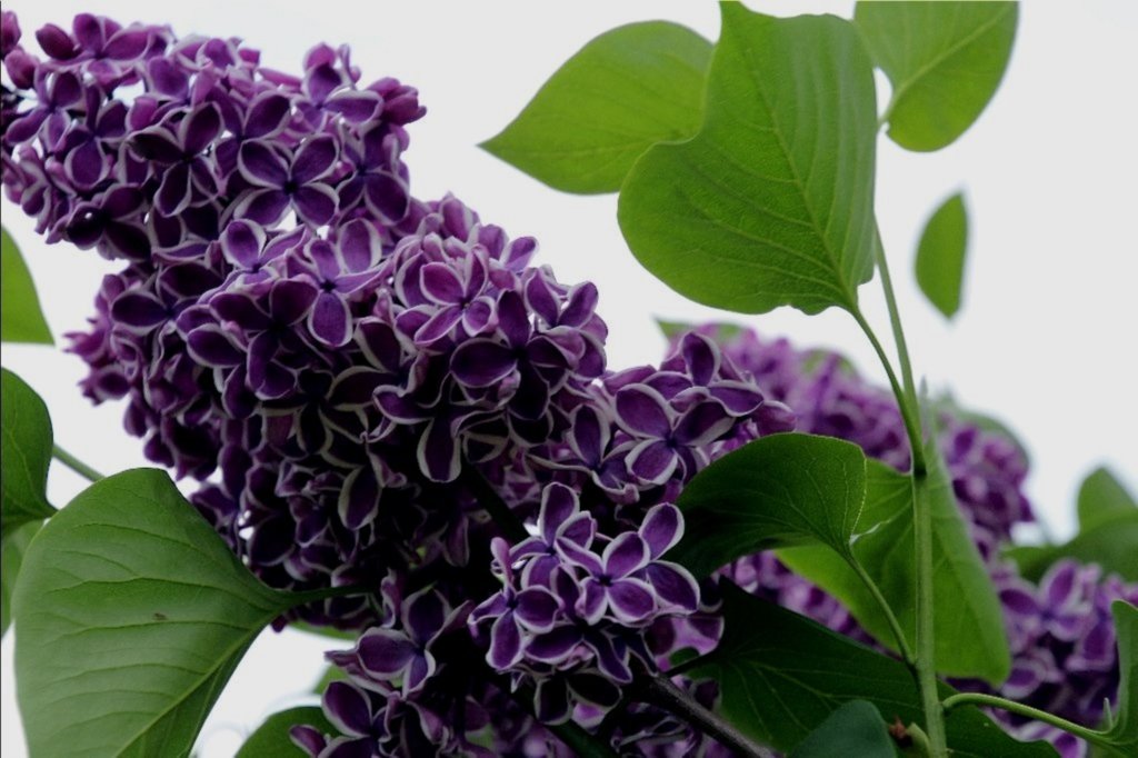 Lilac purpaidh agus geal